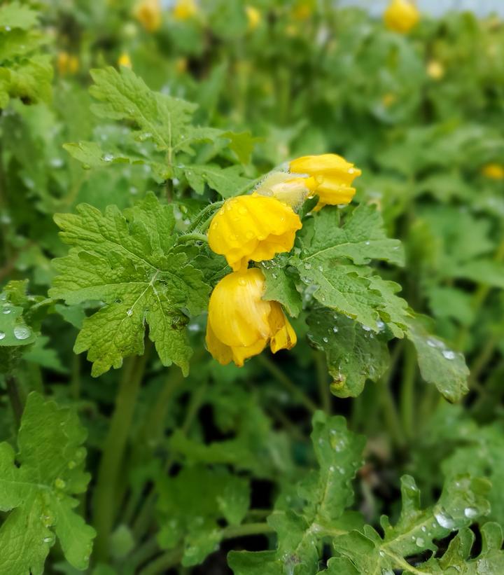 Stylophorum diphyllum 