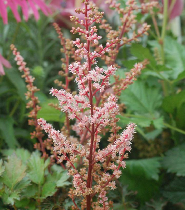 Astilbe x 'Delft Lace'