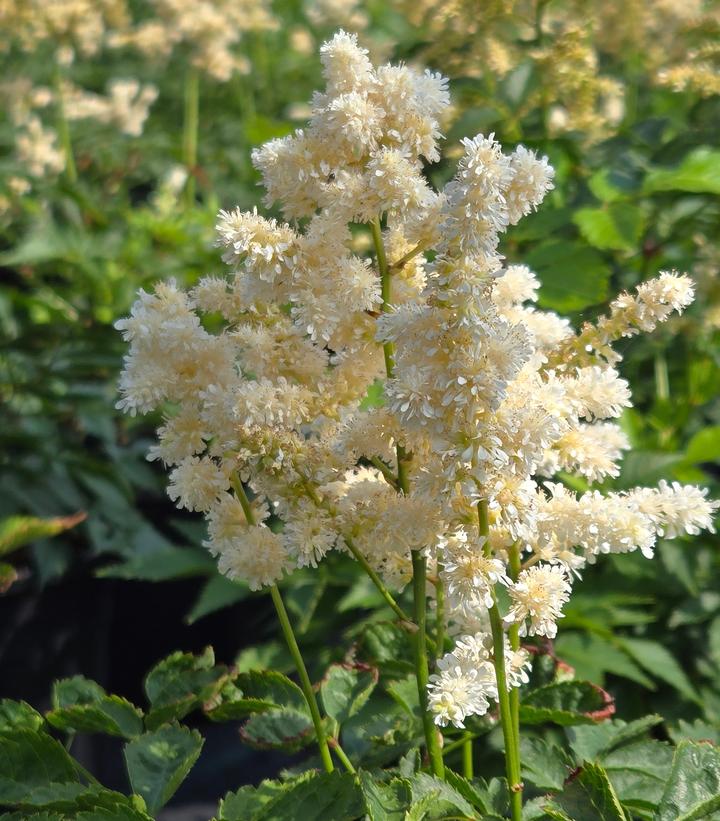 Astilbe japonica 'Deutschland'
