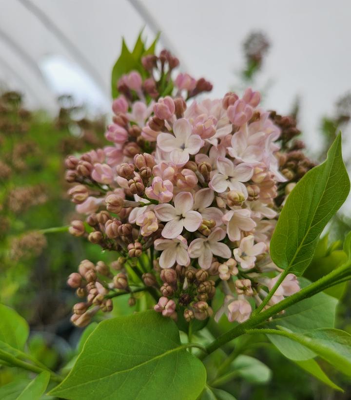 Syringa X hyacinthiflora 'Maidens Blush'
