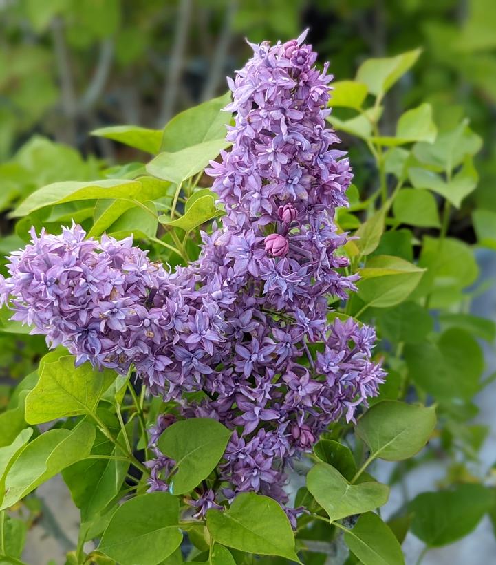 Syringa X hyacinthiflora 'Royal Purple'