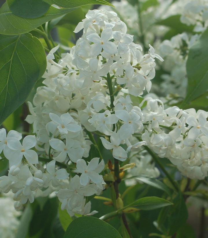 Syringa X hyacinthiflora 'Mount Baker'