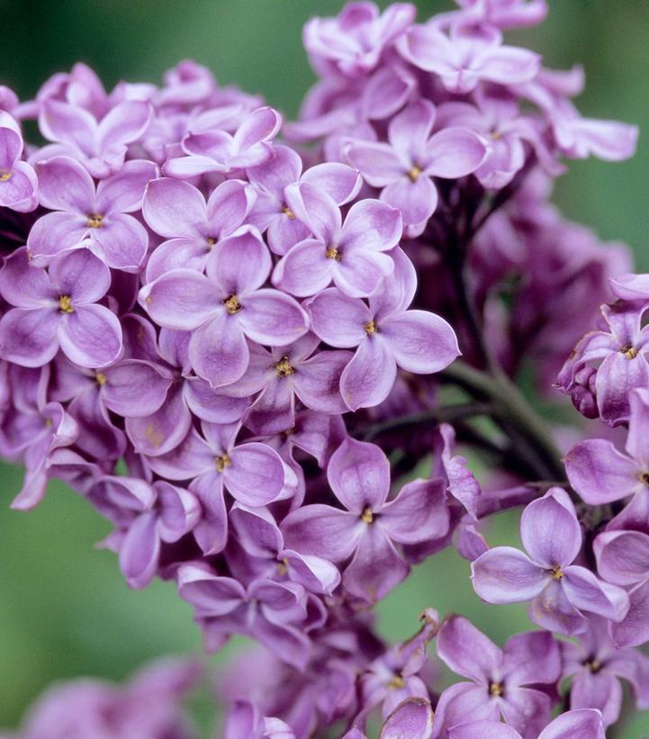 Syringa X hyacinthiflora 'Declaration'