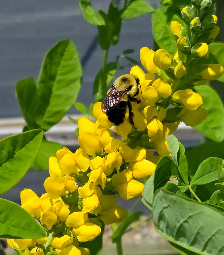 Thermopsis villosa 