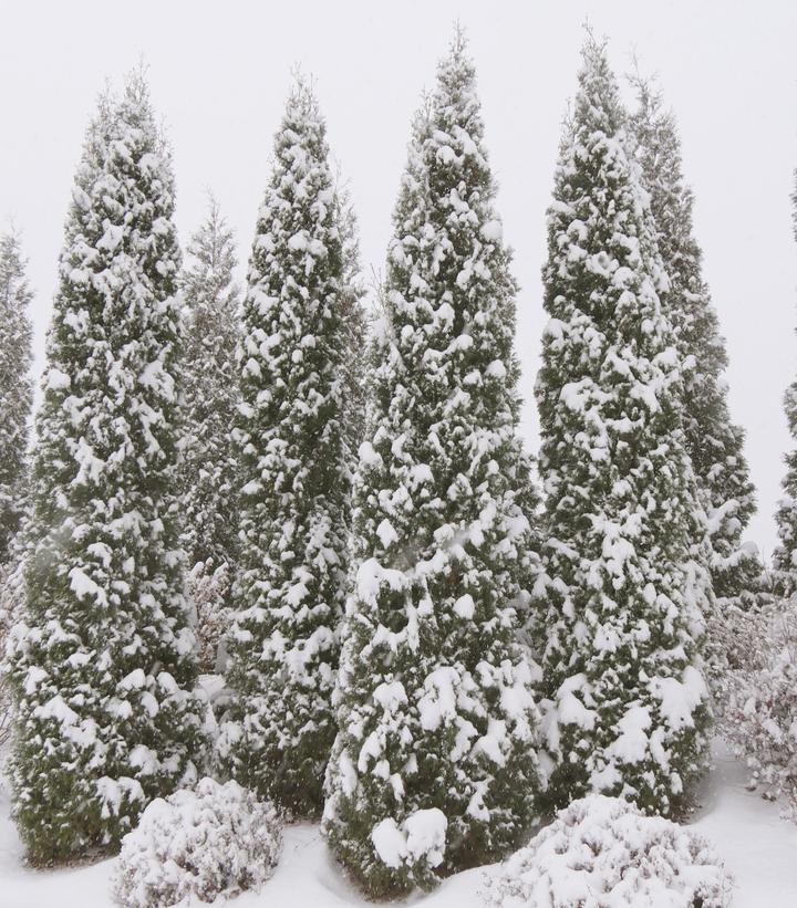 Thuja occidentalis North Pole®