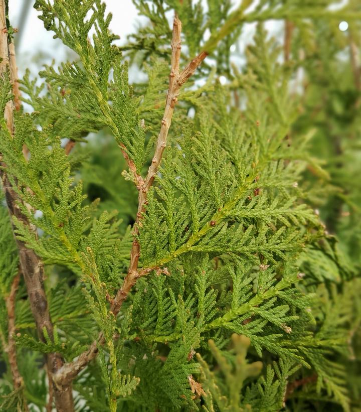 Thuja occidentalis 'Nigra'