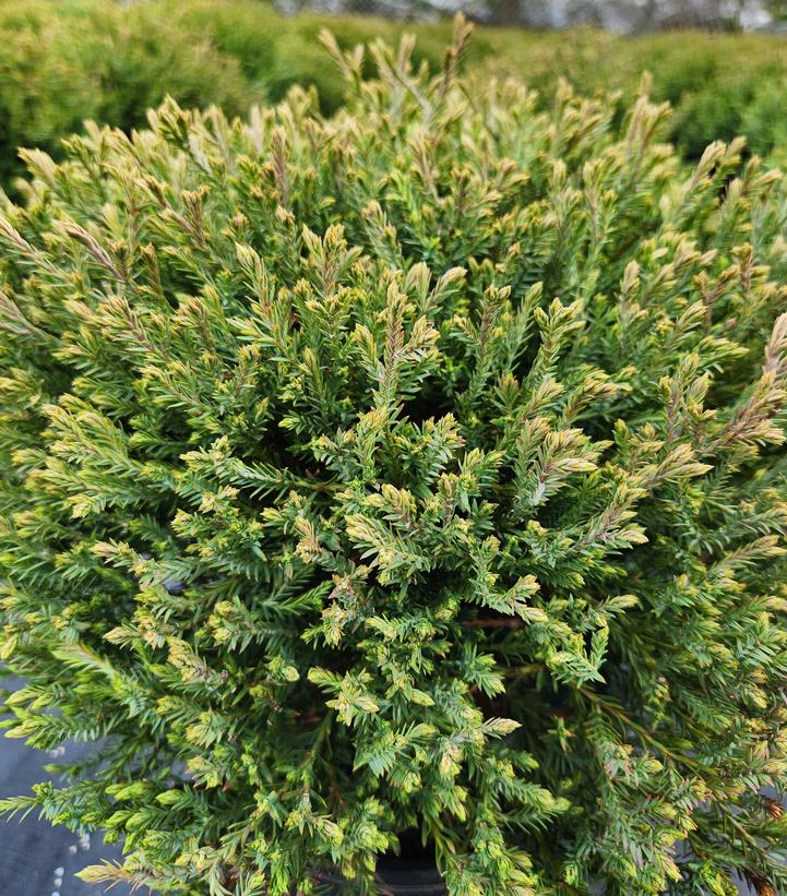 Thuja occidentalis Mr. Bowling Ball®