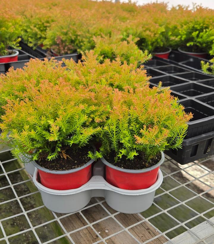 Thuja occidentalis 'Rheingold'