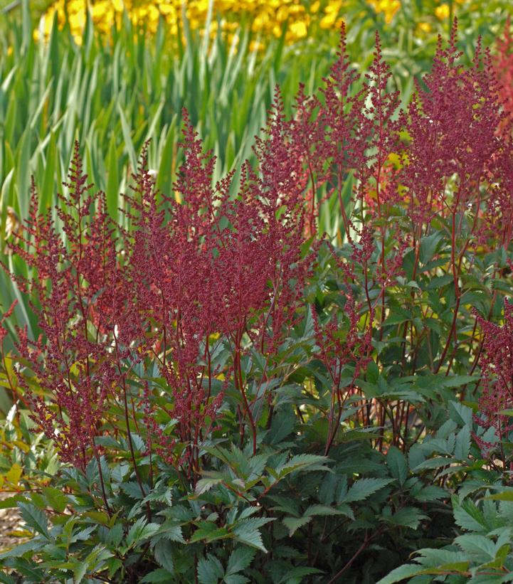 Astilbe japonica 'Montgomery'