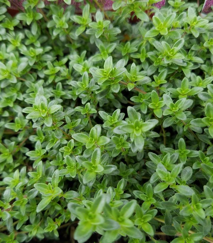 Thymus praecox 'Coccineus'