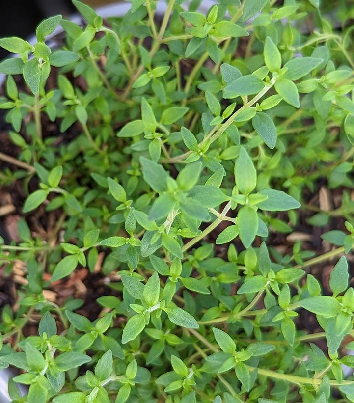 Thymus vulgaris 