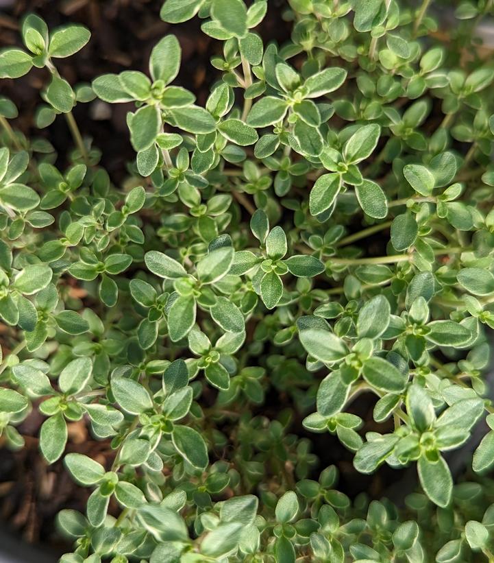 Thymus citriodorus 'Argenteus'