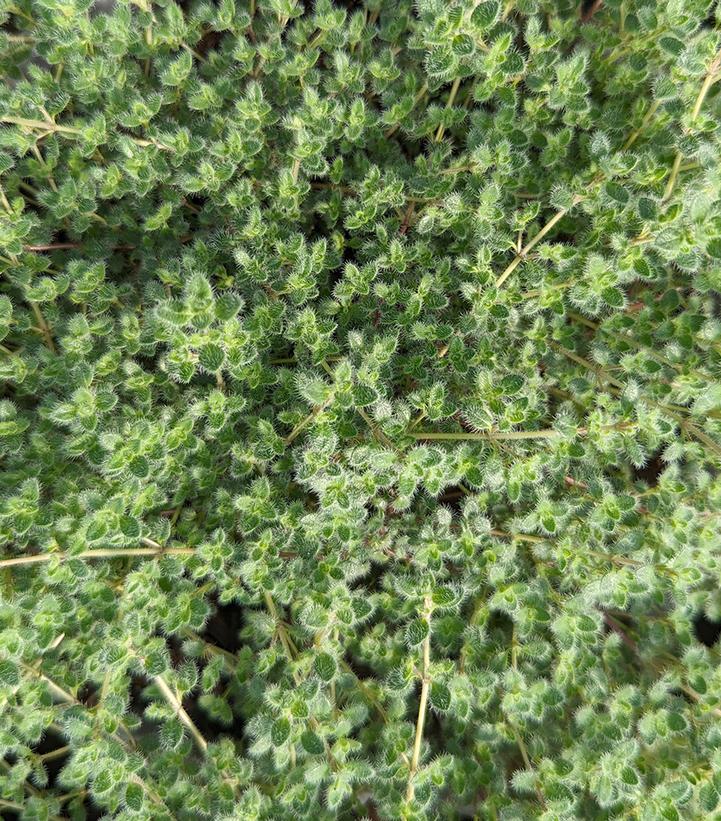 Thymus pseudolanuginosus 