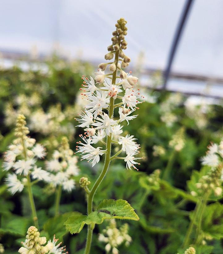 Tiarella cordifolia 'Running Tapestry'
