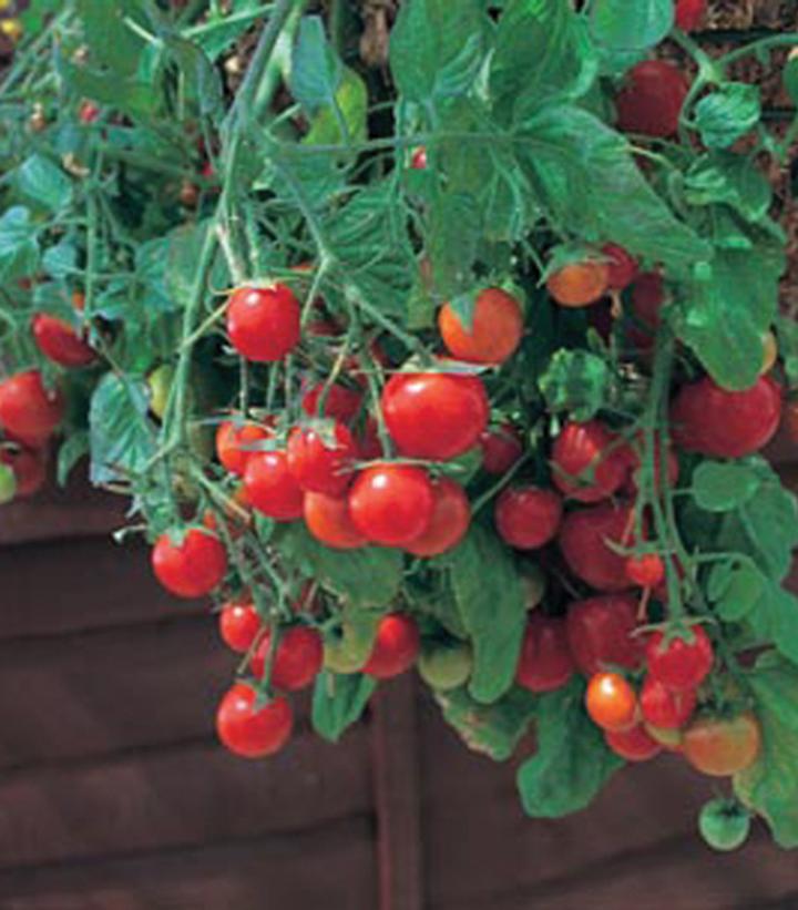 Tomato 'Red Profusion'