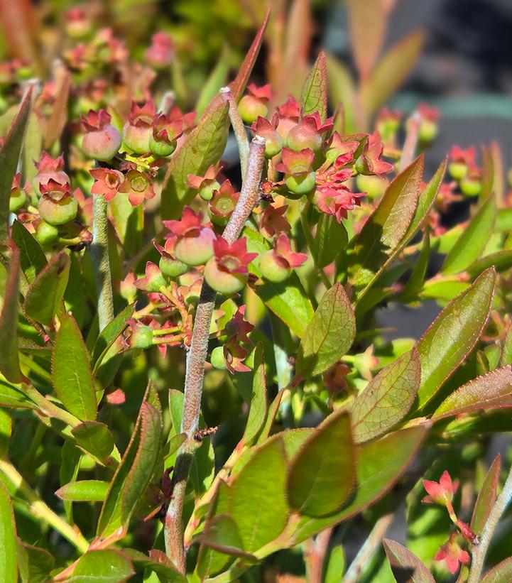 Vaccinium angustifolium 'Burgundy'