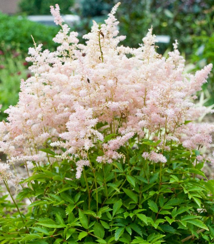 Astilbe x Younique™ 'Silvery Pink'