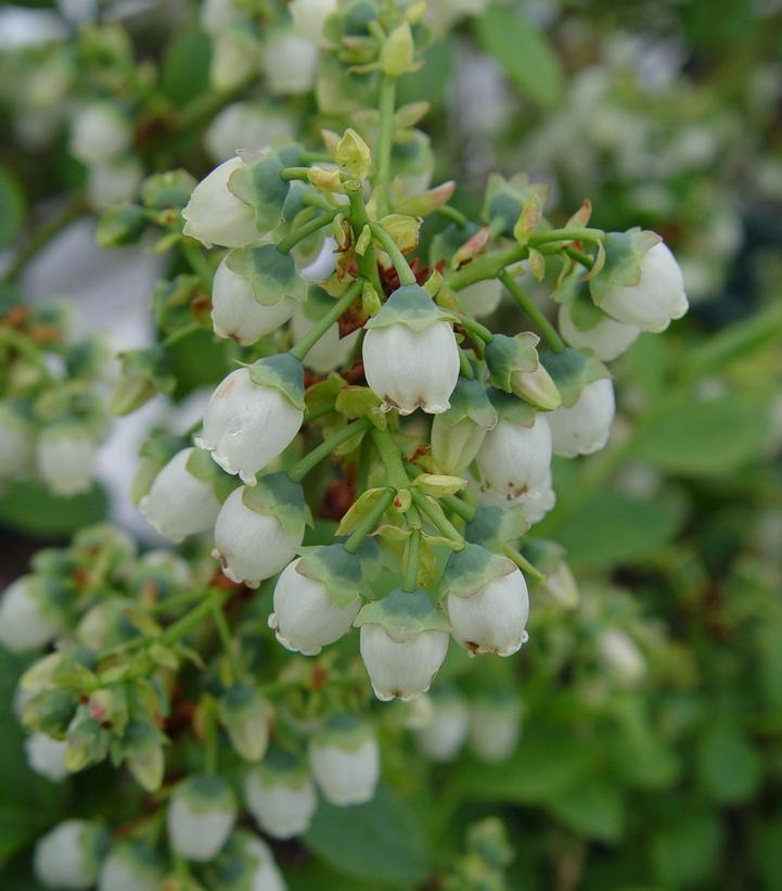 Vaccinium corymbosum 'Bluegold'