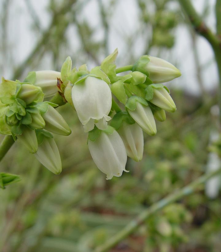 Vaccinium corymbosum 'Blue Jay'