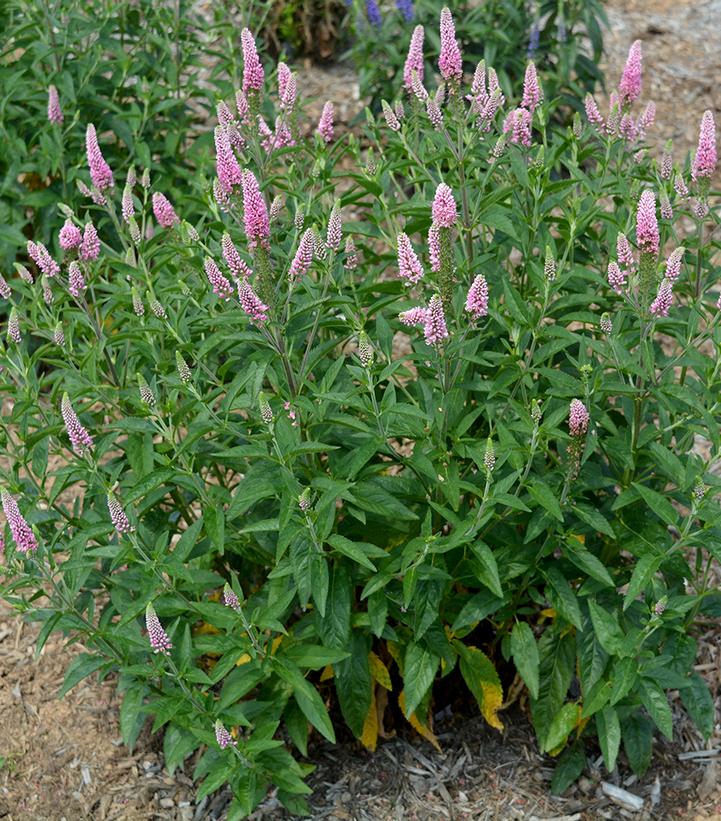 Veronica longifolia 'First Love'