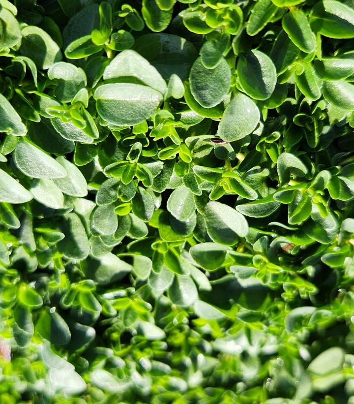 Veronica repens 