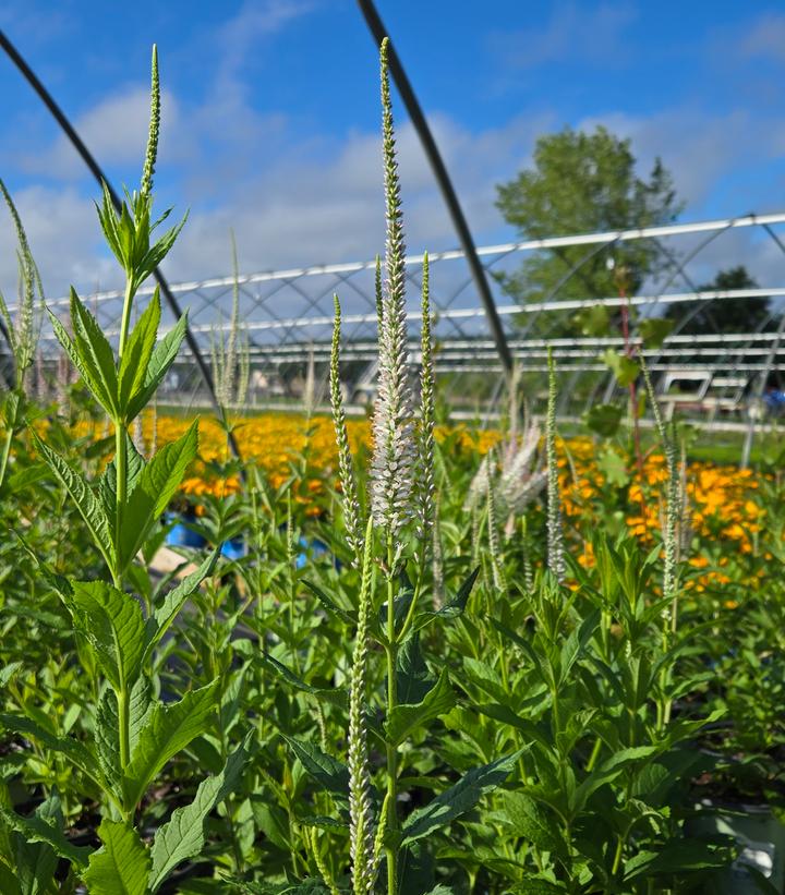 Veronicastrum virginicum 