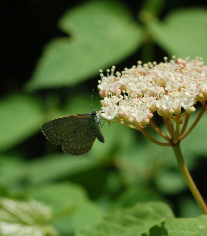 Viburnum acerifolium 