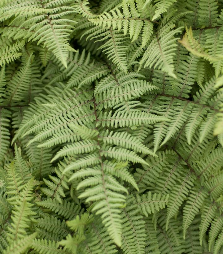 Athyrium x 'Ghost'