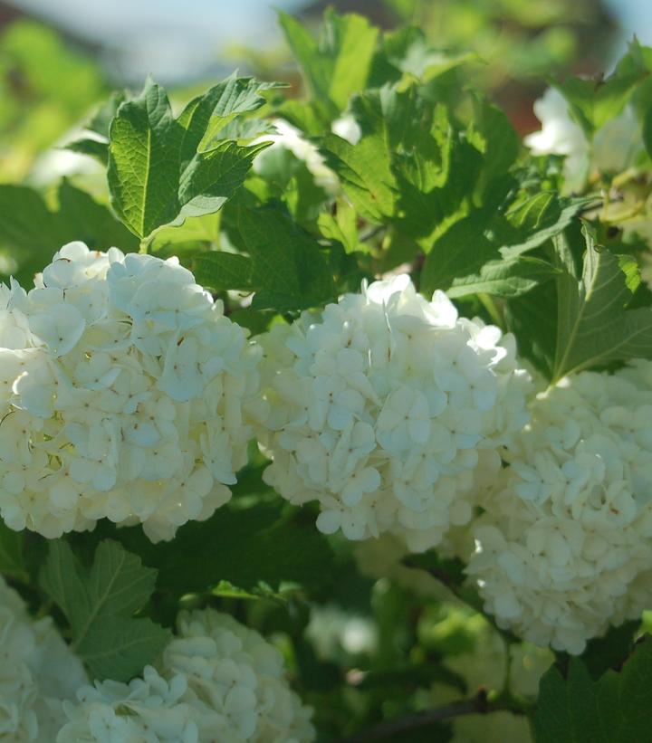Viburnum opulus 'Roseum'