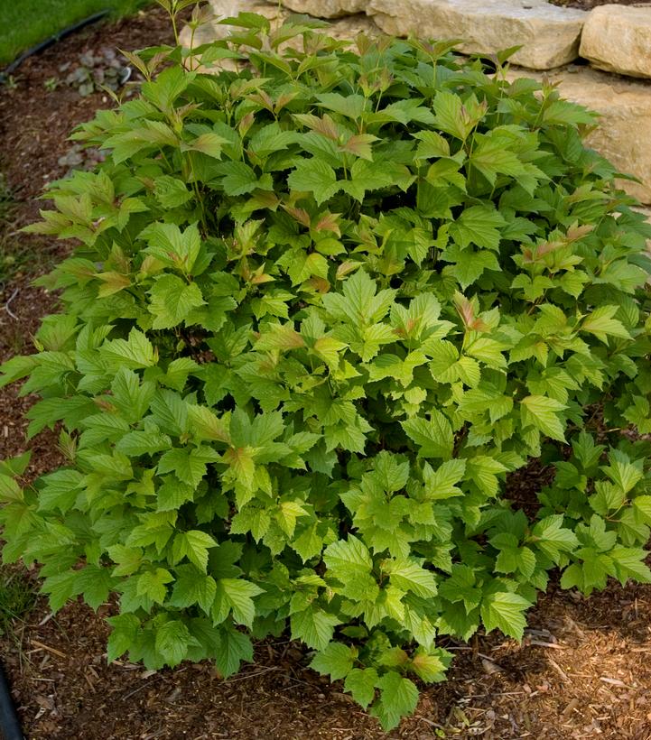 Viburnum trilobum 'Baileys Compactum'
