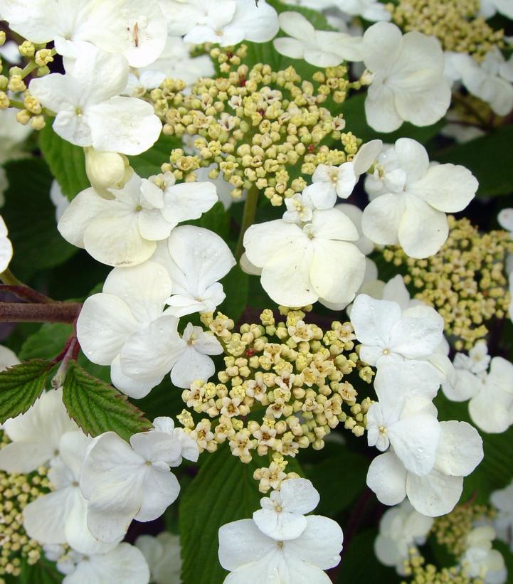 Viburnum plicatum f. tomentosum 'Mariesii'