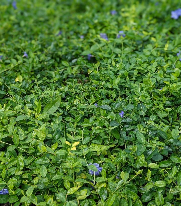 Vinca minor 'Bowles'