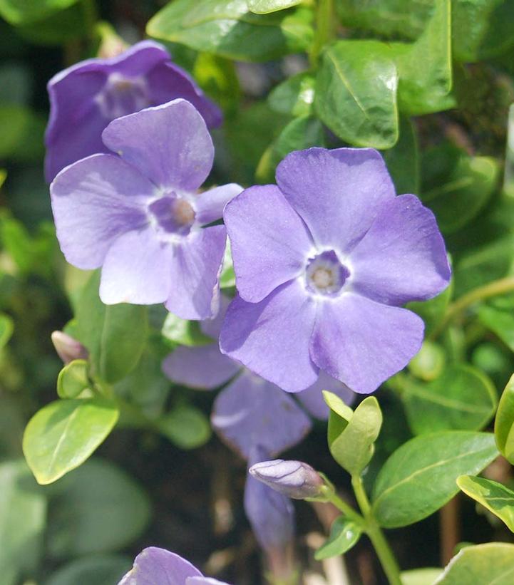 Vinca minor 'Darts Blue'