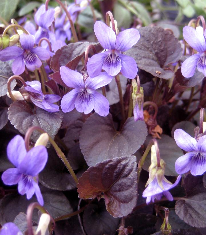 Viola labradorica 