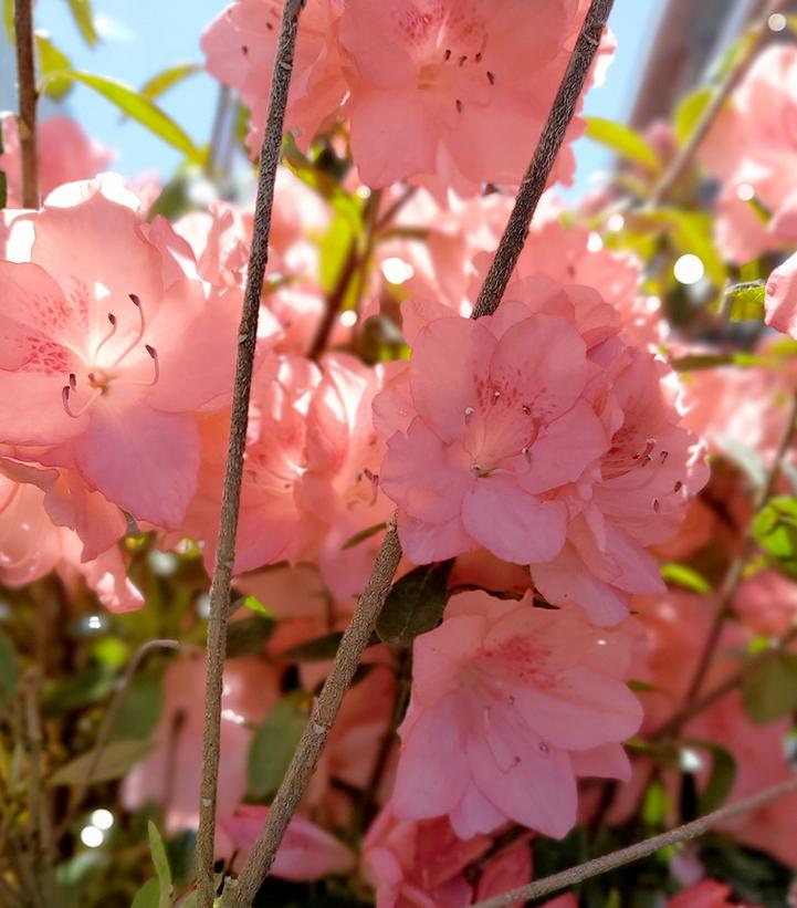 Azalea x 'Blaauws Pink'