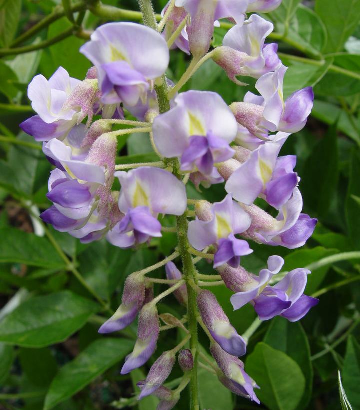 Wisteria frutescens 'Amethyst Falls'
