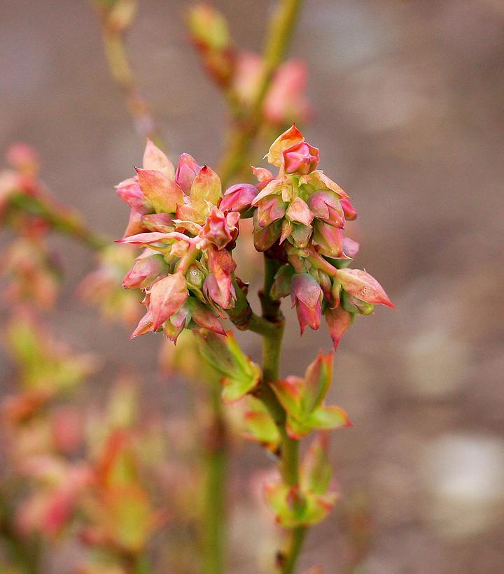 Vaccinium corymbosum hybrid Bushel and Berry™ Bushel and Berry® Jelly Bean®