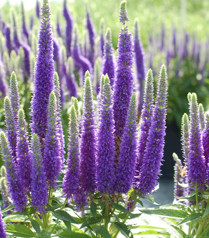 Veronica spicata 'Royal Candles'
