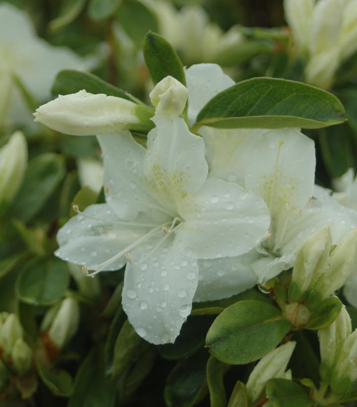Azalea x 'Delaware Valley White'