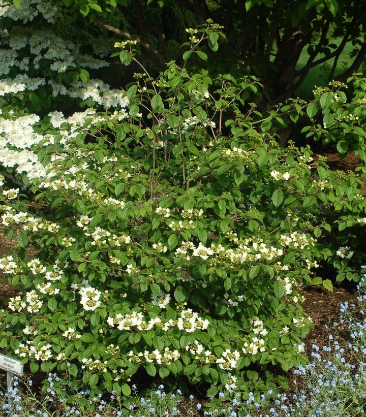 Viburnum plicatum f. tomentosum 'Summer Snowflake'