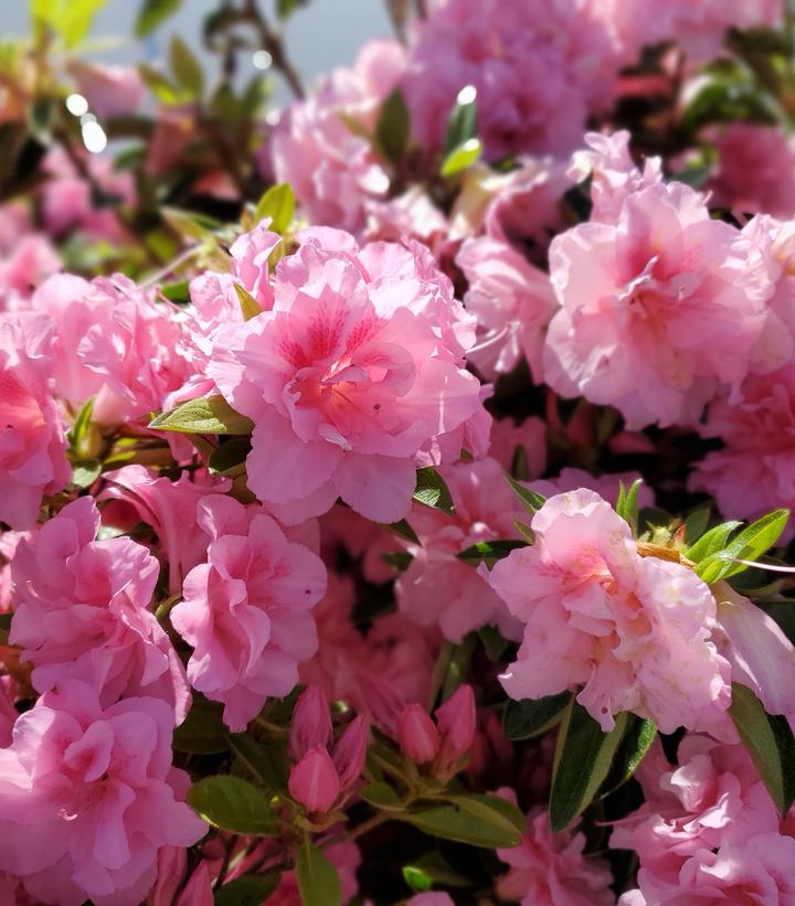 Azalea x Encore® Autumn Carnation®