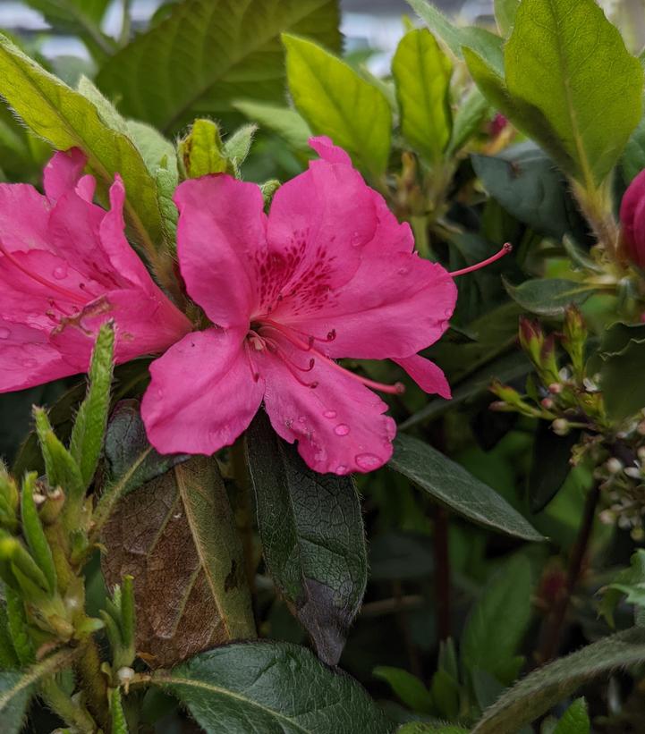Azalea x Encore® Autumn Sangria®