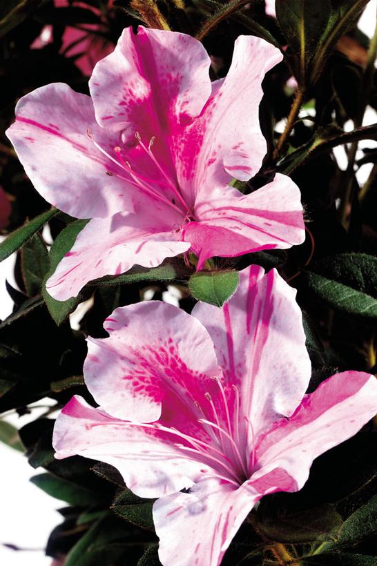 Azalea x Encore® Autumn Twist®