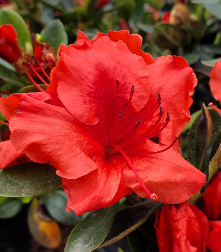 Azalea x 'Girards Crimson'