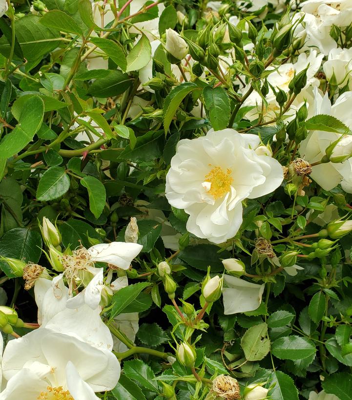 Rosa 'White Dawn'