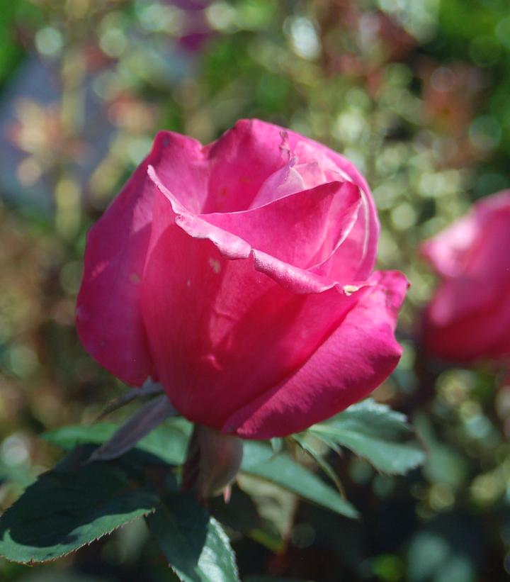 Rosa First Prize