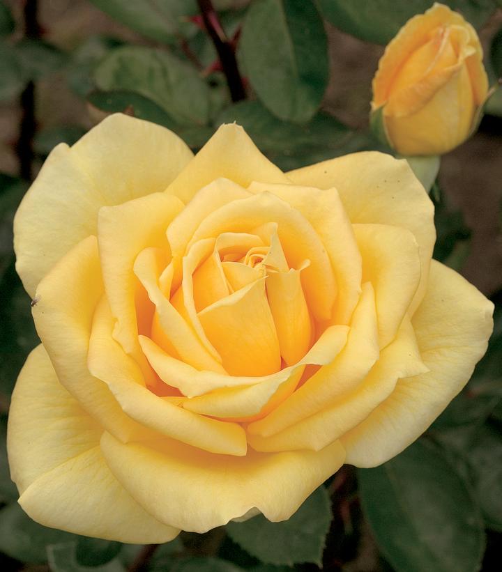 Rosa Oregold