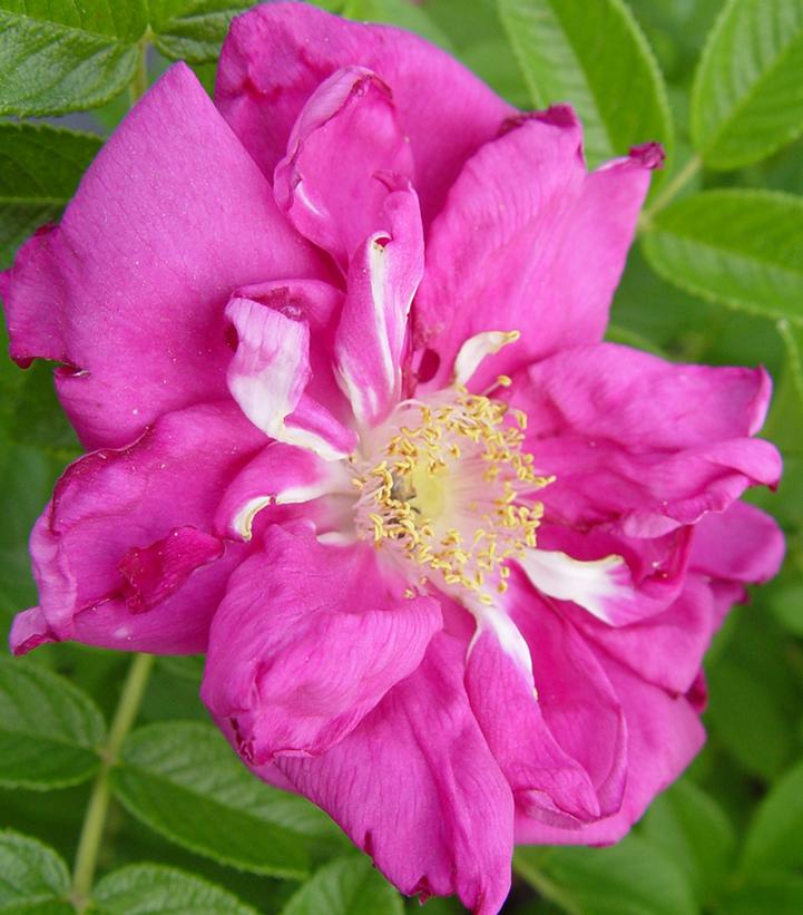 Rosa rugosa Purple Pavement