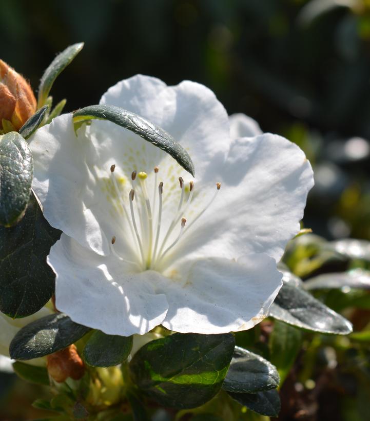 Azalea x 'Girard's Pleasant White'