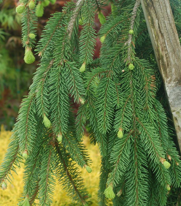 Picea abies Pendula